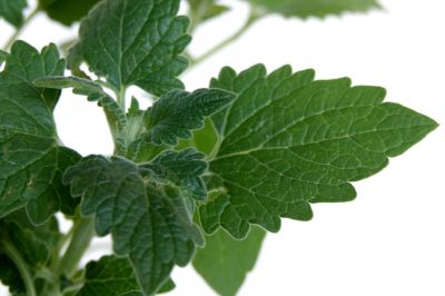 La verbena - innocua o velenosa?