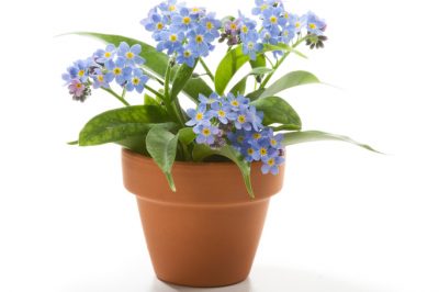 Quando è necessario potare i nontiscordardime in giardino?