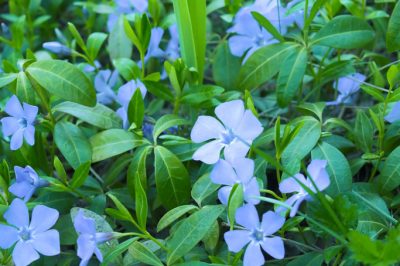 Varie varietà di Vinca minor per il giardino