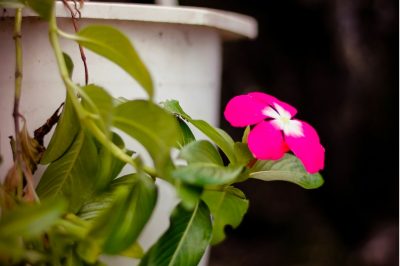 Vinca minor e i suoi ingredienti: Attenzione - velenosa