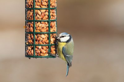 Casette per uccelli & co., Alimentare gli uccelli in autunno: tempo di canederli