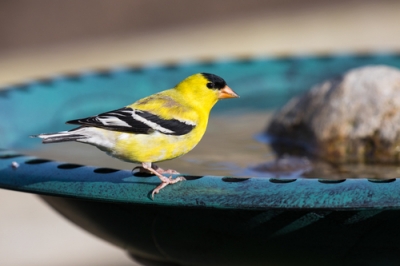 Non si accettano abbeveratoi per uccelli - questo attira gli uccelli!