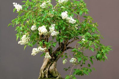 Le specie più comuni dei cosiddetti fiori di cera