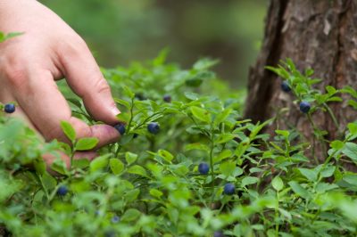 La stagione dei mirtilli di bosco