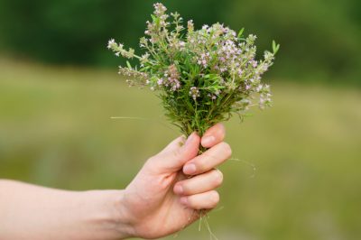 La boscaglia e il suo fiore