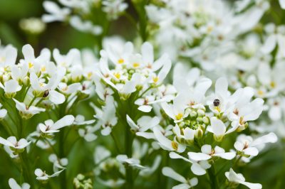 Gli anemoni arricciati impazzano nel giardino estivo