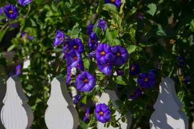 L'anemone di legno non fiorisce - qual è la causa?