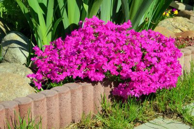 Quale impianto è adatto alle ortensie?