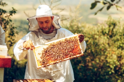 Qual è il modo migliore per propagare le ninfee?