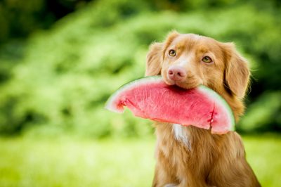 L'anguria come dolcetto per il cane