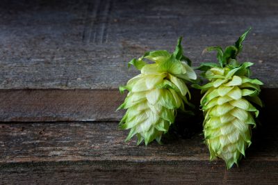 L'origine del cactus di Natale