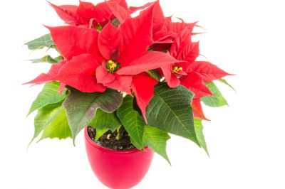 Mischia il tuo terriccio per poinsettia