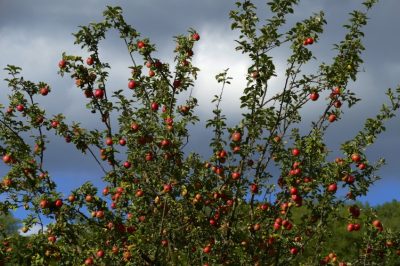 L'1×1 della vendemmia - informazioni e consigli sulla vendemmia