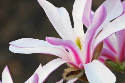 La raccolta del cavolo bianco: Quando è il momento del raccolto?