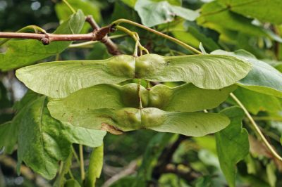 Quale rivestimento per il laghetto da giardino?