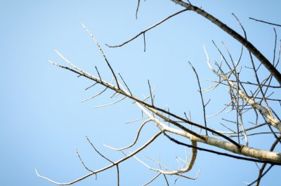 L'assenzio: quali varietà esistono?