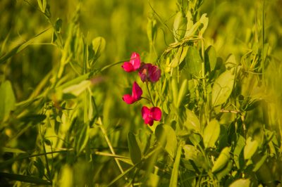 Un fragrante artista rampicante, Vetch