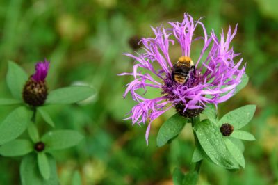 La campanula dei prati è commestibile