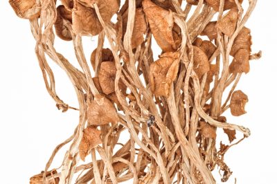 Qual è la posizione giusta per la salvia dei prati?