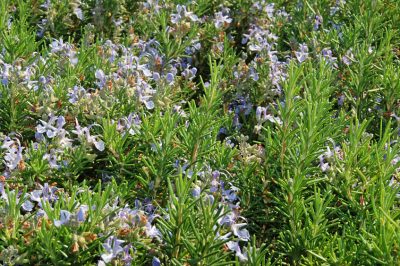 La salvia dei prati è anche popolare in giardino. Una scheda informativa