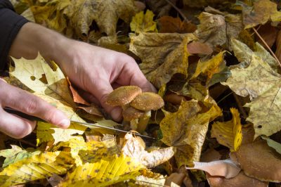 Ma una pianta medicinale, La salvia dei prati non è velenosa