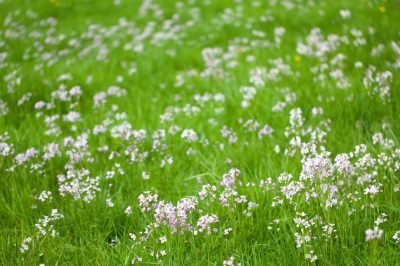 Quando fiorisce il meadowfoam?