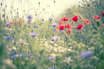 La cura appropriata di un prato di fiori selvatici