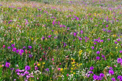 Quali semi sono adatti per un prato di fiori selvatici in fiore?