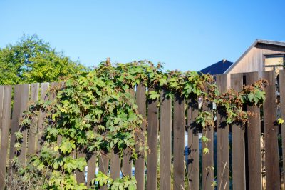 La malva selvatica si propaga per semina