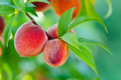 Le pesche selvatiche di solito non sono affatto selvatiche