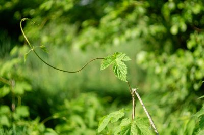 Vite selvatica - Quando è il momento migliore per piantare?