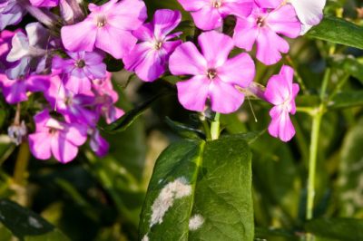 Erbe selvatiche sul balcone - queste specie possono essere coltivate