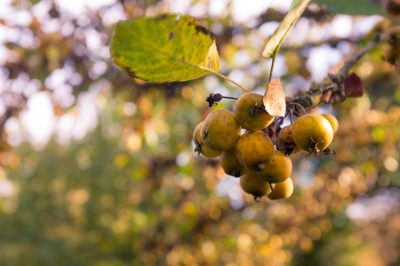 Le erbe selvatiche a maggio - La natura si supera