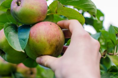 Le erbe selvatiche nel giardino - Benedizione o maledizione?
