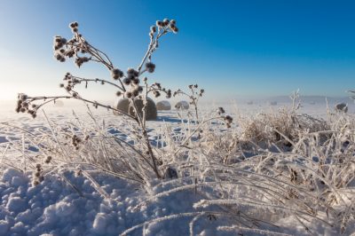 Godere, raccogliere, Erbe selvatiche in primavera - scoprire