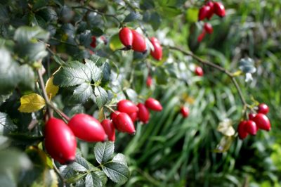 La rosa selvatica: la rosa canina è il suo frutto