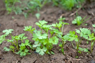 Quali arbusti selvatici sono adatti al giardino orientato alla natura?