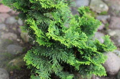 L'erica invernale come riempitivo del balcone