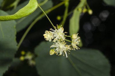 Fioritura tardiva del tiglio a foglia larga