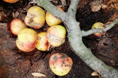 La corretta potatura invernale dei meli