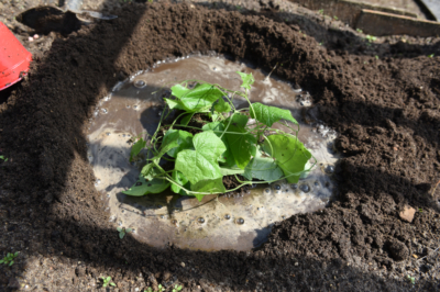 Quando fiorisce l'erba cotone?