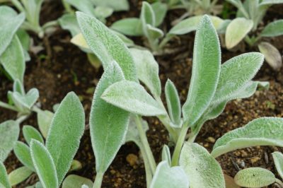 La scorza di lana: Pianta medicinale dal tuo giardino