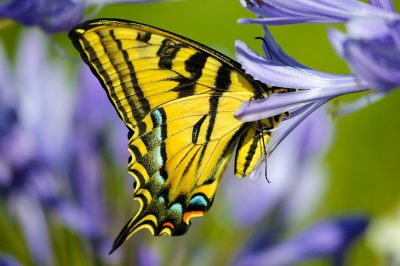 La cura perfetta per la scorza lanosa nel giardino di casa