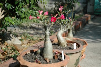 2 modi per propagare la rosa del deserto