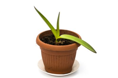 La fioritura della palma yucca dipende dalla specie