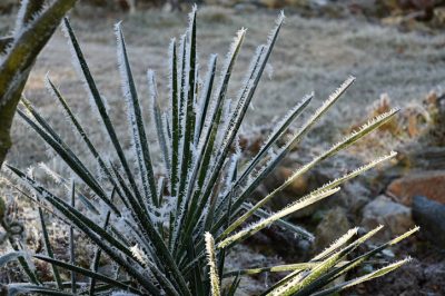 La muffa sulla yucca è molto rara