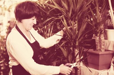 Puoi tagliare le foglie di una palma yucca?
