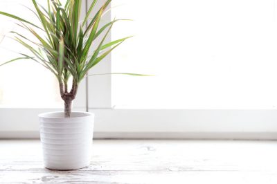 La palma yucca ha bisogno di un terreno piuttosto ricco di nutrienti