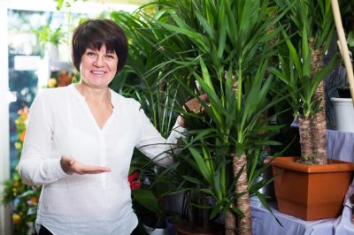 Quale prezzo ci si deve aspettare quando si compra una palma yucca?
