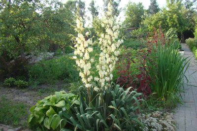 Mettere una palma yucca fuori in estate